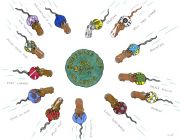 Breeders' Cup 2013 Pre Draw